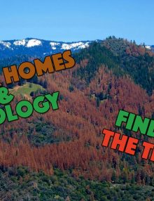 The Truth About Ecology and Timber/Log Homes